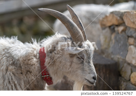 Closeup image of goat. Highquality photograph showcasing goat head with soft lighting. An intimate closeup shot emphasizing features of goat wearing collar with gentle illumination 139524767