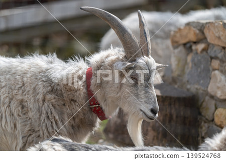 Resilient rural guardian. Earthtoned image capturing resilient goat and rustic environment. Portrait of calm and hardy goat featuring textured horns and rural surroundings Resilient rural guardian. Earthtoned image capturing resilient goat and rustic environment. Portrait of calm and hardy goat featuring textured horns and rural surroundings 139524768