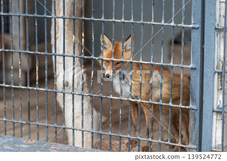 Fox behind bars. Captive red fox surrounded by weathered fencing and muted lighting. Trapped red fox behind aged metal bars with cautious gaze and somber atmosphere Fox behind bars. Captive red fox surrounded by weathered fencing and muted lighting. Trapped red fox behind aged metal bars with cautious gaze and somber atmosphere 139524772