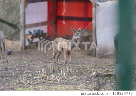 Cautious young roe deer standing alert adjacent to shelter in peaceful farm scene. Young roe deer stays watchful near its shelter amid serene and quiet farm environment 139524773
