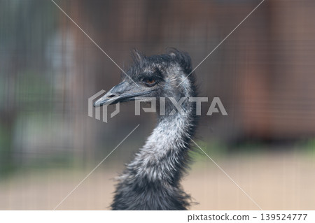 Emu profile highlighting vivid eye. Close view of emu head with striking gaze. Detailed examination of single emu head focusing on vivid eye and feather textures 139524777