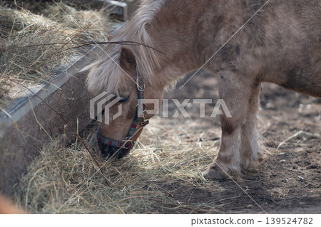 Soft lit pasture with eating horse. Calm gray horse enjoying grain in rustic setting. Tranquil small pony with braided halter grazing peacefully on hay in rustic barn Soft lit pasture with eating horse. Calm gray horse enjoying grain in rustic setting. Tranquil small pony with braided halter grazing peacefully on hay in rustic barn 139524782