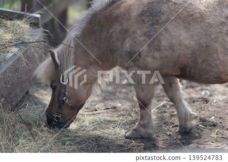 Pony grazing on hay beside fence, worn halter and short mane, closeup muzzle and textured coat, barn blur background, peaceful pastoral mood, feedfocused moment Pony grazing on hay beside fence, worn halter and short mane, closeup muzzle and textured coat, barn blur background, peaceful pastoral mood, feedfocused moment 139524783
