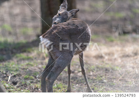 Young deer turning head in sunlit pasture, coarse brown fur, alert posture, slender legs, wire fence background, soft backlight highlighting fur texture, quiet rural atmosphere Young deer turning head in sunlit pasture, coarse brown fur, alert posture, slender legs, wire fence background, soft backlight highlighting fur texture, quiet rural atmosphere 139524793
