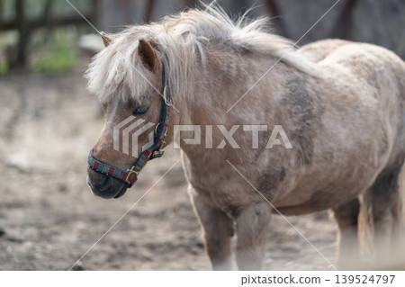 Calm horse resting. Relaxed pony with tousled hair in muddy enclosure. Gentle horse with scruffy mane peacefully resting amid muddy surroundings and stable environment Calm horse resting. Relaxed pony with tousled hair in muddy enclosure. Gentle horse with scruffy mane peacefully resting amid muddy surroundings and stable environment 139524797