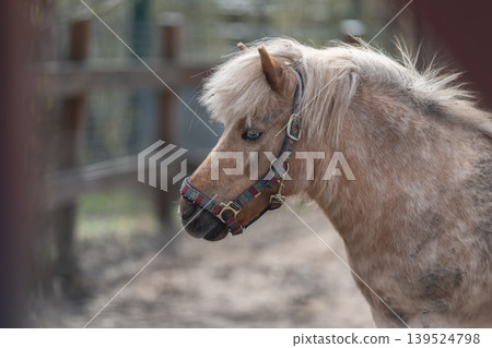 Tranquil equine image with fence. Calm horse relaxing near rustic wooden barrier. Quiet horse calmly seated beside weathered wooden fencing in peaceful rural landscape Tranquil equine image with fence. Calm horse relaxing near rustic wooden barrier. Quiet horse calmly seated beside weathered wooden fencing in peaceful rural landscape 139524798