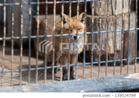 Fox observes attentively. Alert fox inspecting surroundings carefully. Red fox gazes through fence with keen interest. Vigilant red fox looks over fence with curiosity 139524799