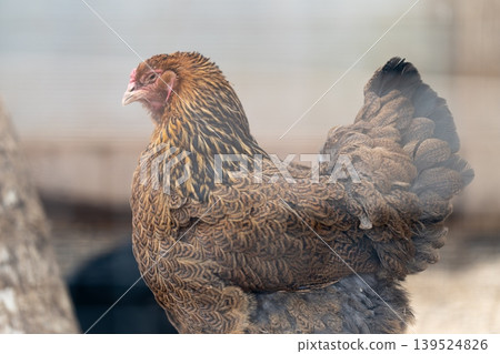 Farmyard portrait of goldennecked hen. Rustic chicken pose on straw for catalog feature. Sustainable farm showcase capturing textured feathered hen with alert stance Farmyard portrait of goldennecked hen. Rustic chicken pose on straw for catalog feature. Sustainable farm showcase capturing textured feathered hen with alert stance 139524826
