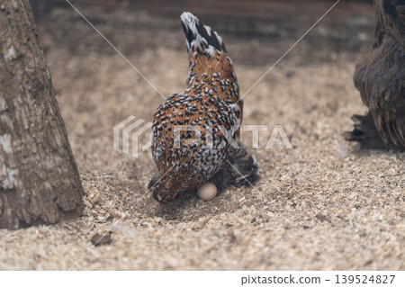 Mottled bird carefully guards single fragile egg in sandy environment. Brown speckled hen softly watches over solitary egg nestled within gritty sandy surroundings Mottled bird carefully guards single fragile egg in sandy environment. Brown speckled hen softly watches over solitary egg nestled within gritty sandy surroundings 139524827