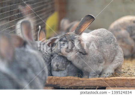 Gray rabbits cuddling. Pair of soft gray rabbits enjoying peaceful countryside surroundings. Two cuddly fluffy gray rabbits sharing cozy moments amidst rural farmland scenery Gray rabbits cuddling. Pair of soft gray rabbits enjoying peaceful countryside surroundings. Two cuddly fluffy gray rabbits sharing cozy moments amidst rural farmland scenery 139524834