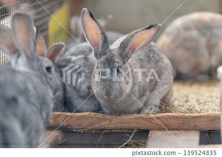 Wooden platform with focused rabbit. Brighteyed gray hare facing camera amid market setting. Softfocused rabbits with textured fur captured in natural daylight environment Wooden platform with focused rabbit. Brighteyed gray hare facing camera amid market setting. Softfocused rabbits with textured fur captured in natural daylight environment 139524835