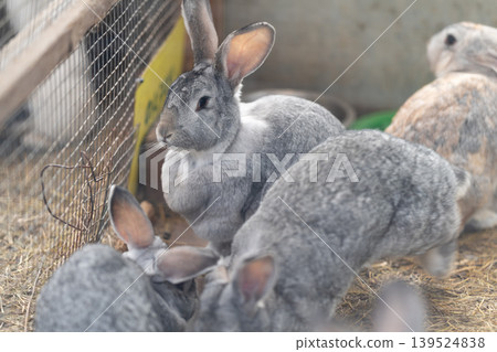 Young grey bunnies exploring playfully. Family of grey rabbits enjoying playful interaction outdoors. Herd of grey rabbits excitedly exploring together on straw bedding area Young grey bunnies exploring playfully. Family of grey rabbits enjoying playful interaction outdoors. Herd of grey rabbits excitedly exploring together on straw bedding area 139524838