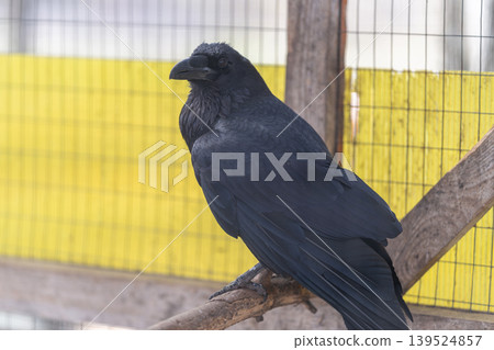 Alert crow scouts perch distinctly. Watchful crow positioned on branch shows detailed feathers. Vigilant crow perched on branch displays textured feathers against background Alert crow scouts perch distinctly. Watchful crow positioned on branch shows detailed feathers. Vigilant crow perched on branch displays textured feathers against background 139524857