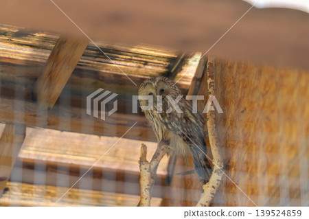 Owl learns silently. Tranquil owl perches serenely amidst rustic shelter environment. Serene owl remains patient and motionless within its sheltered wooded sanctuary Owl learns silently. Tranquil owl perches serenely amidst rustic shelter environment. Serene owl remains patient and motionless within its sheltered wooded sanctuary 139524859