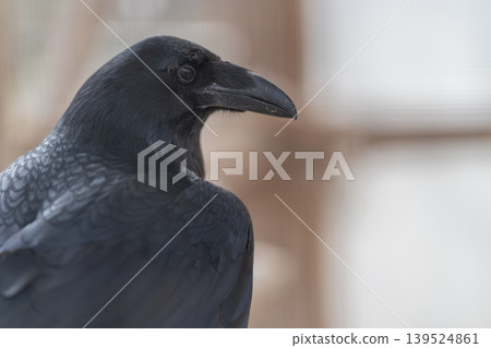Close view of flying bird. Focused image of soaring bird nearby in clear detail. Highdefinition shot capturing bird flying in close proximity with stunning clarity Close view of flying bird. Focused image of soaring bird nearby in clear detail. Highdefinition shot capturing bird flying in close proximity with stunning clarity 139524861