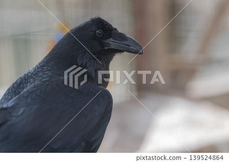 Crow observed in neutral enclosure setting, beak closeup with residue, alert posture, cool palette, wire mesh blur, scientific vibe for wildlife research and education Crow observed in neutral enclosure setting, beak closeup with residue, alert posture, cool palette, wire mesh blur, scientific vibe for wildlife research and education 139524864