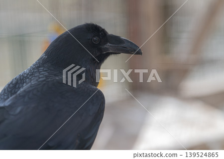 Shiny feather closeup. Thoughtful bird with vibrant plumage. Detailed image of reflective bird feathers. Focused shot revealing shiny bird feathers with introspective pose 139524865