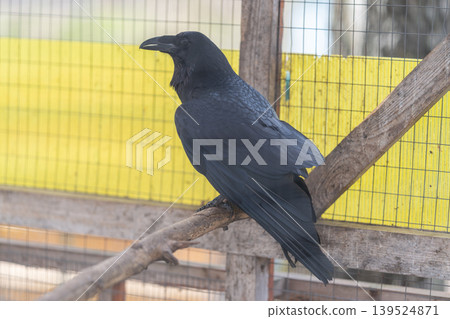 Vivid bird scene. Alarmed black bird amidst city environment. Dynamic urban image of crow with alert posture. Lively city portrait capturing crow in state of alarm and urgency Vivid bird scene. Alarmed black bird amidst city environment. Dynamic urban image of crow with alert posture. Lively city portrait capturing crow in state of alarm and urgency 139524871