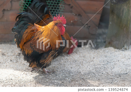 Grand farmyard sentinel. Regal rooster vigilantly oversees rustic farmyard scene. Imposing rooster positioned at coop entrance exudes strength and watchfulness in rural setting 139524874