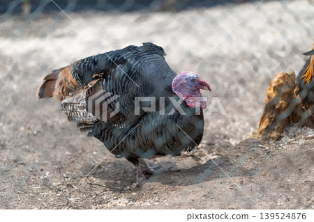 Faint motion of solitary bird on rough ground. Secluded fowl with alert stance amid muted setting. Solitary poultry stands vigilant behind chainlink barrier in gritty scene Faint motion of solitary bird on rough ground. Secluded fowl with alert stance amid muted setting. Solitary poultry stands vigilant behind chainlink barrier in gritty scene 139524876