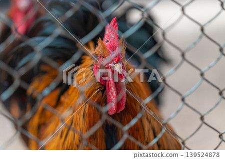 Detailed image capturing lively rooster with intense expression behind fence. Close study of spirited rooster with striking plumage confined within rustic metal mesh 139524878