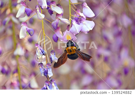 A bear and a wisteria flower A bear and a wisteria flower 139524882