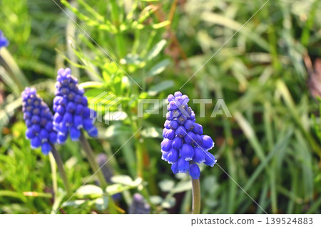 Muscari flowers Muscari flowers 139524883