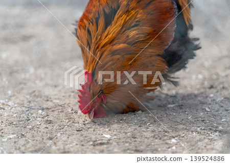 Feathered bird forages at dawn. Early morning scene of freerange chicken pecking dirt. Close examination of wild rooster searching crusty earth for nourishment at sunrise 139524886