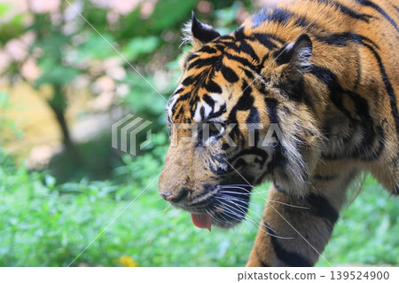 tiger tiger sumatran tiger tiger tiger tiger sumatran tiger tiger 139524900