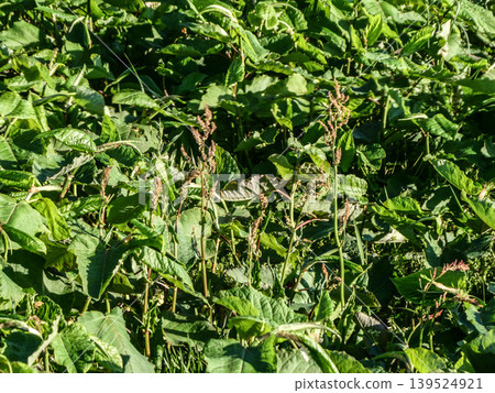 The young shoots of Japanese knotweed, which grow everywhere, are a delicious spring wild vegetable. The young shoots of Japanese knotweed, which grow everywhere, are a delicious spring wild vegetable. 139524921