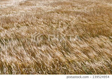 Wheat fields swaying in the wind Wheat fields swaying in the wind 139524954