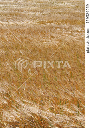 Wheat fields swaying in the wind Wheat fields swaying in the wind 139524969