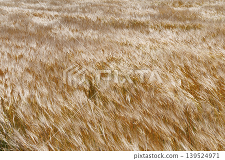 Wheat fields swaying in the wind Wheat fields swaying in the wind 139524971