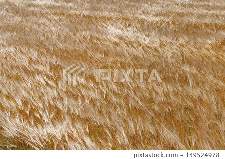 Wheat fields swaying in the wind Wheat fields swaying in the wind 139524978