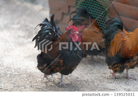 Colorful roosters guard feeding area. Brightly feathered birds stand proudly outdoors. Vividly hued roosters exhibit alert stance amidst rural farmyard landscape at daylight Colorful roosters guard feeding area. Brightly feathered birds stand proudly outdoors. Vividly hued roosters exhibit alert stance amidst rural farmyard landscape at daylight 139525031