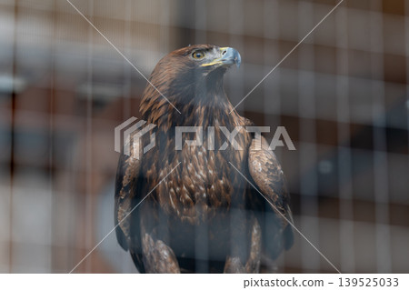 Eagle with vivid amber eyes. Resilient eagle behind protective grid bars. Intenseeyed golden eagle framed by enclosure bars exemplifying noble resilience and resilience 139525033