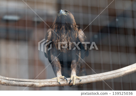 Caged eagle observed in rehabilitation setting, forwardfacing stance on branch, feathers ruffled, wire grid foreground, clinical backdrop, focused expression suggesting recovery Caged eagle observed in rehabilitation setting, forwardfacing stance on branch, feathers ruffled, wire grid foreground, clinical backdrop, focused expression suggesting recovery 139525036