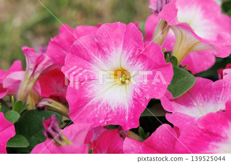 矮牽牛 139525044