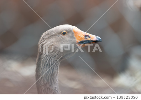 Detailed goose portrait. Closeup of beaked avian face. Near shot highlighting goose head features. Detailed closeup image emphasizing facial features of goose at proximity Detailed goose portrait. Closeup of beaked avian face. Near shot highlighting goose head features. Detailed closeup image emphasizing facial features of goose at proximity 139525050