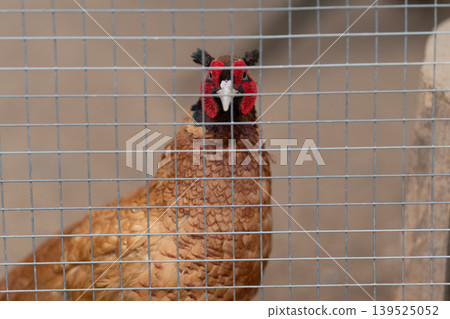 Yorkshire hen resting on straw with alert stance in farm environment. Country rustic farm hen with vivid comb perched confidently on straw in natural rural surroundings Yorkshire hen resting on straw with alert stance in farm environment. Country rustic farm hen with vivid comb perched confidently on straw in natural rural surroundings 139525052