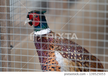 Vivid bird portrait. Colorful male pheasant behind wire in enclosure context. Striking male pheasant with shimmering neck feathers observed behind wire mesh enclosure 139525053