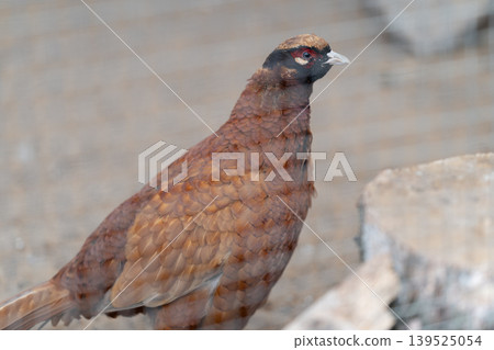 Reddish brown partridge behind wire mesh, perched on rocky ground with alert stance, detailed feather pattern, muted earth tones and soft natural light conveying quiet confinement Reddish brown partridge behind wire mesh, perched on rocky ground with alert stance, detailed feather pattern, muted earth tones and soft natural light conveying quiet confinement 139525054