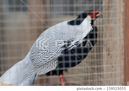 Elegant bird behind mesh wires. Silver pheasant resting calmly inside rustic cage environment. Beautiful silver pheasant perched peacefully on wooden beam in natural sunlight 139525055