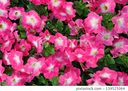 Petunia Petunia 139525064