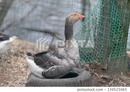 Waterfowl paused on worn tire amid industrial scene with gravel and mesh. Grey duck calmly perched on old tire in front of gritty industrial and water environment 139525065