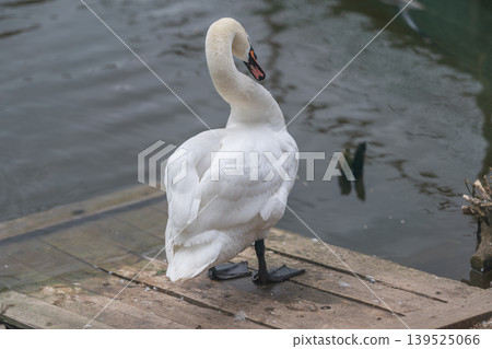 Peaceful bird resting on dock. Serene waters mirror tranquil bird and dock. Silent waters display serene swan perched on weathered wooden platform with gentle reflections 139525066