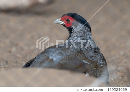 Closeup of alert pheasant in sandy surroundings. Intimate photograph capturing mottled grey pheasant standing vigilant in sandy desert environment with blurred backdrop 139525069