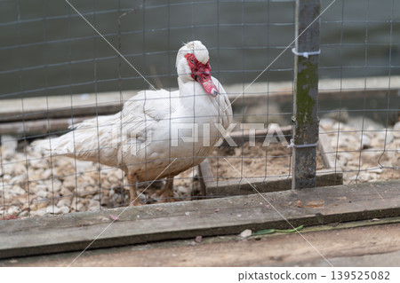 White Muscovy bird gazing attentively by metal post and gravel ground. Alert Muscovy duck displaying prominent red caruncle beside fence and gravel surface under soft light White Muscovy bird gazing attentively by metal post and gravel ground. Alert Muscovy duck displaying prominent red caruncle beside fence and gravel surface under soft light 139525082