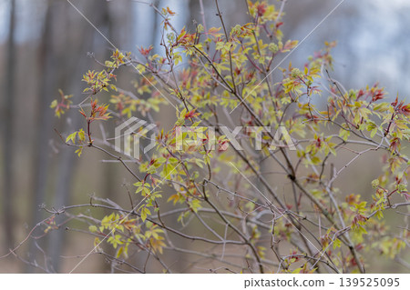 Closeup of leaf emerging from branch. Detailed view of sprouting leaf with muted colors. Magnified image capturing budding leaf with soft tones and shallow focus Closeup of leaf emerging from branch. Detailed view of sprouting leaf with muted colors. Magnified image capturing budding leaf with soft tones and shallow focus 139525095