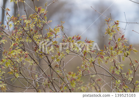 Spring plant detail. Closeup of spring shrub with leaves. Focus on bush with red buds and green foliage. Detailed view of springtime shrub with colorful buds and soft background Spring plant detail. Closeup of spring shrub with leaves. Focus on bush with red buds and green foliage. Detailed view of springtime shrub with colorful buds and soft background 139525103